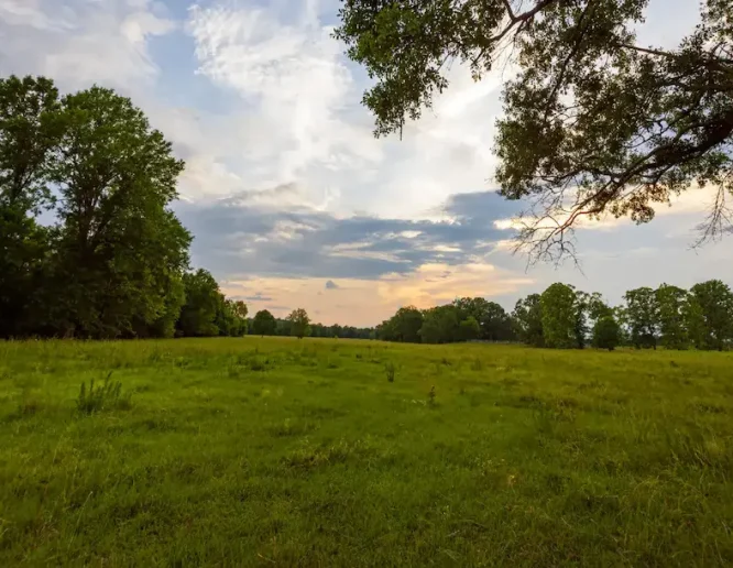 A serene ranch field at sunset, featuring lush grass and silhouetted trees against a vibrant sky.